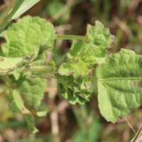 Malachra capitata (L.) L.